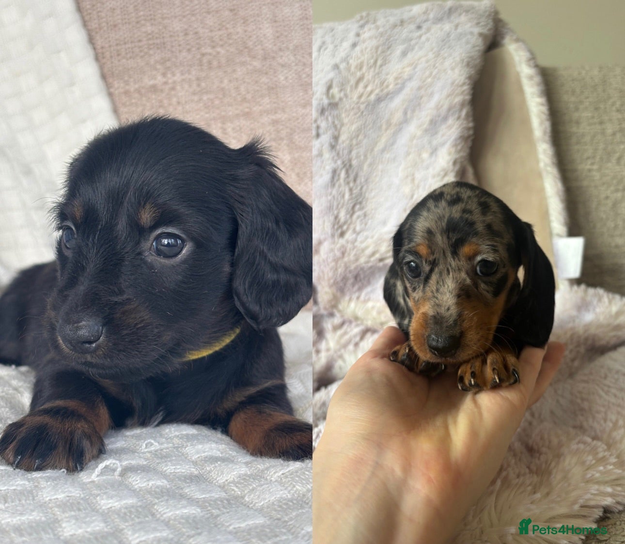 Miniature Dachshund dogs 2 left! Long hair/short hair miniature dachshund💖 - Advert 1