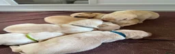Labrador Retriever dogs for sale: KC Reg Labrador Puppies 🐾 Beautiful litter of 9  in Poulton-le-Fylde - Advert 10