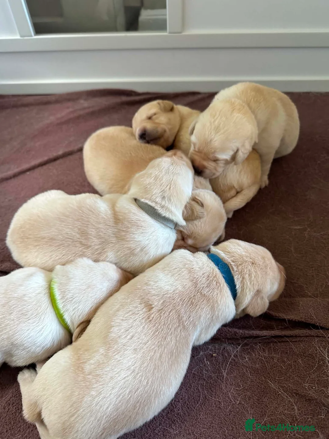 Labrador Retriever dogs for sale: KC Reg Labrador Puppies 🐾 Beautiful litter of 9  in Poulton-le-Fylde - Advert 10