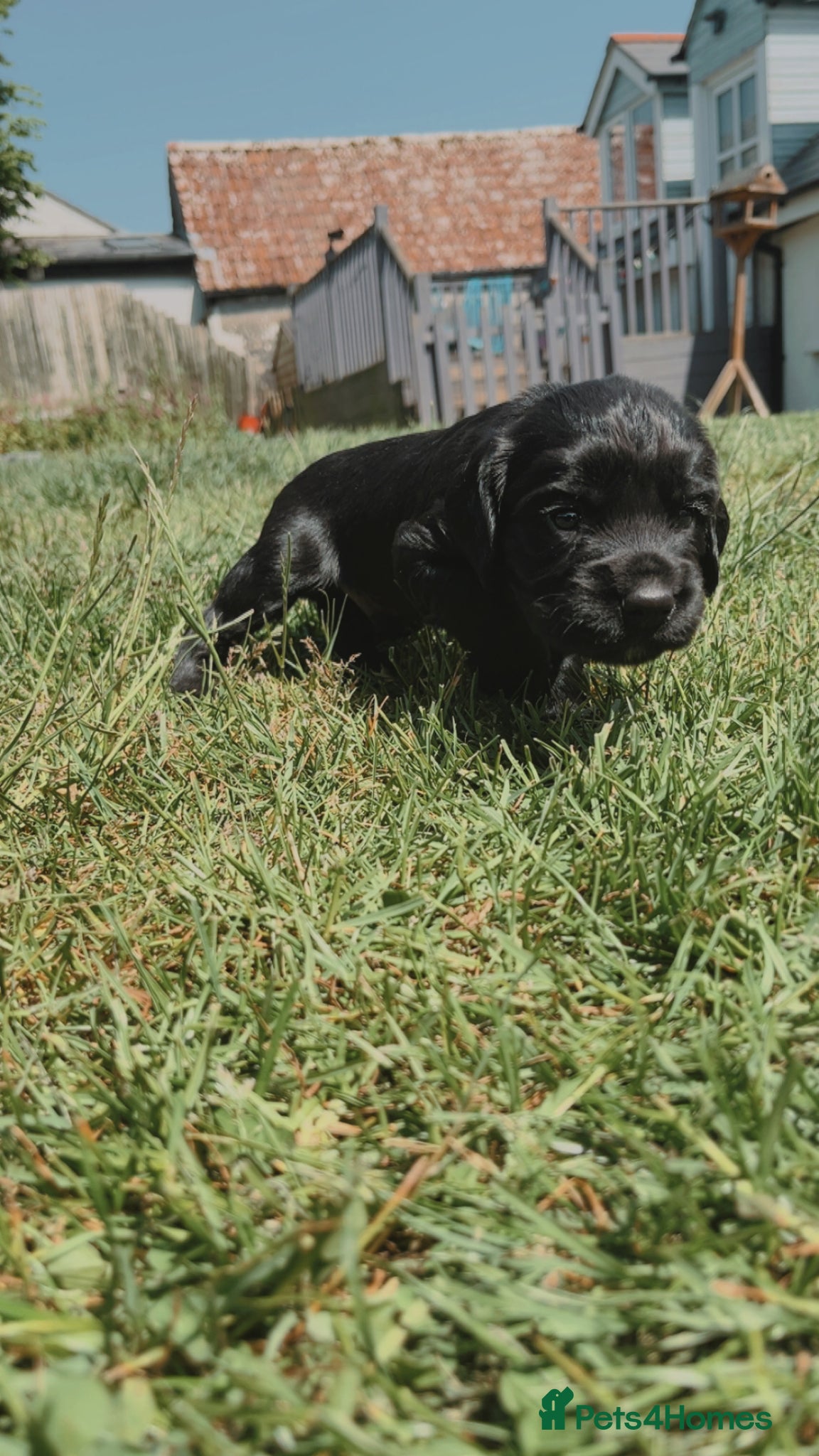 Sprocker dogs for sale: Fully health tested F1 working Sprocker spaniels  - Advert 8