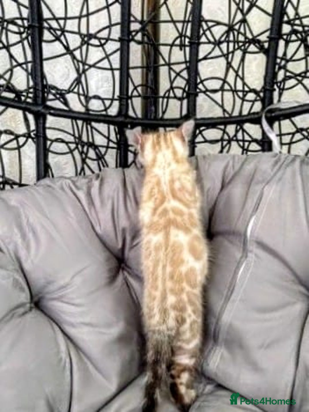 Bengal cats for sale: 🐾Gorgeous Pure Bengals Ready Now🐾 - Image 13