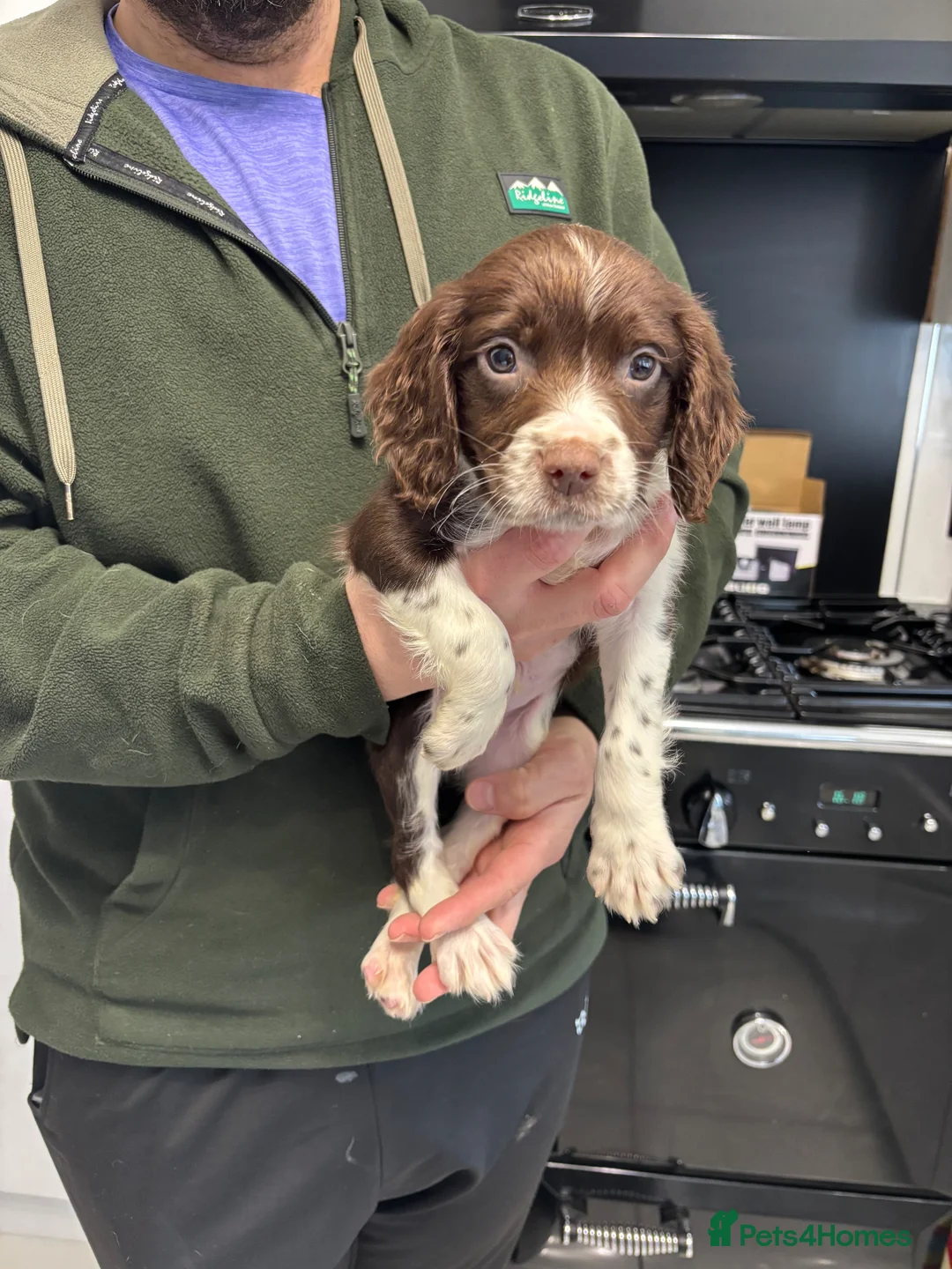 English Springer Spaniel dogs for sale: English springer spaniel puppys - Advert 28