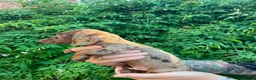Dachshund dogs for sale: Beautiful litter of Rainbow Puppies - Advert 4