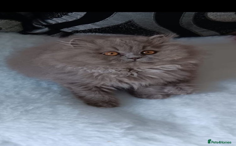 British Shorthair cats - Advert 1