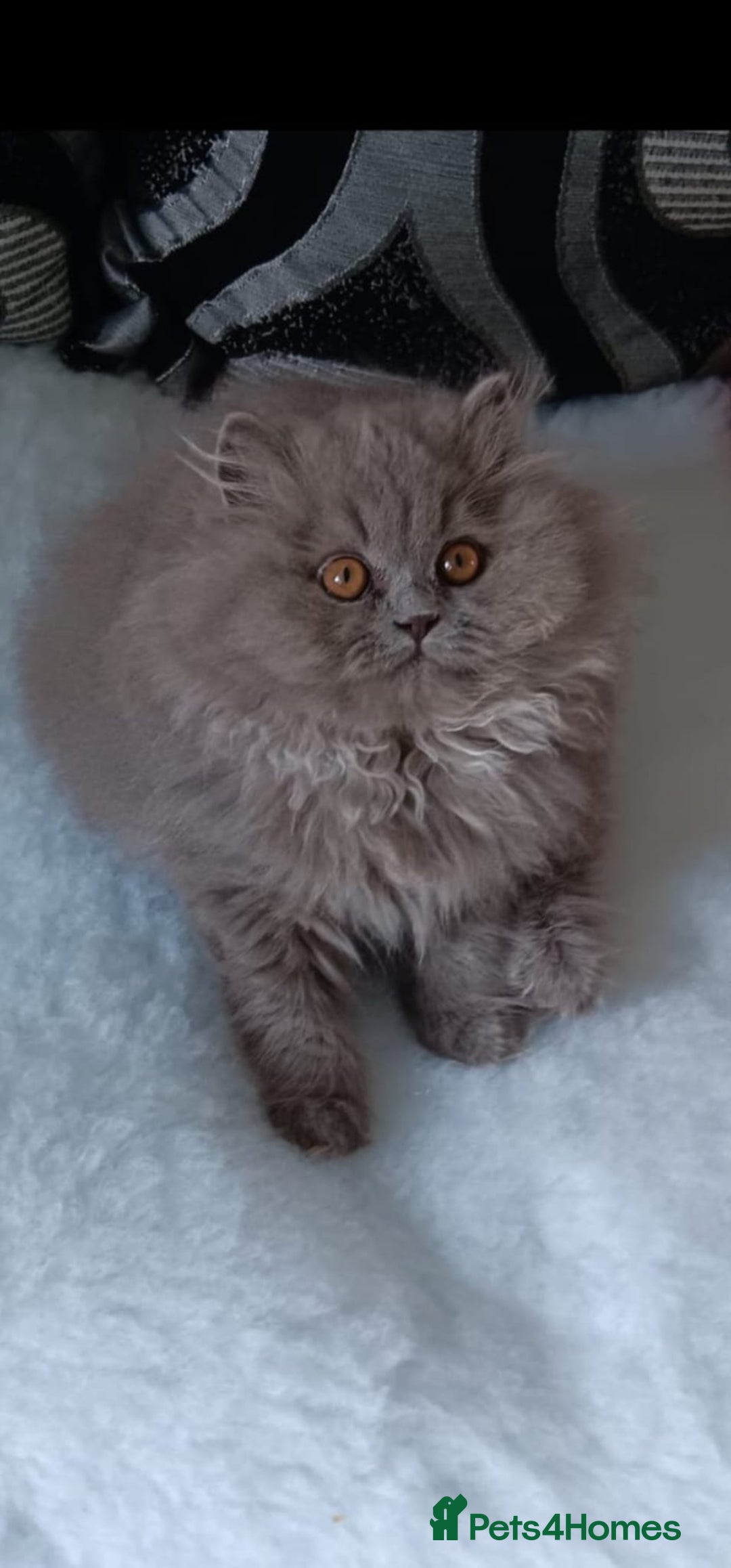 British Shorthair cats for sale: British  blue shorthair  kittens  - Image 1