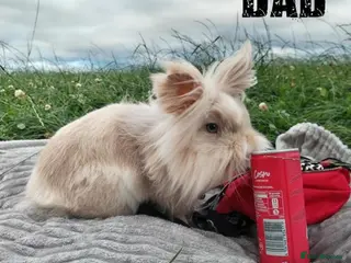 Lionhead rabbits Pure Breed Double Mained Lionhead - Advert 19