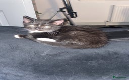 British Shorthair cats for sale: RESERVED - 2 boys needing forever homes  - Image 3