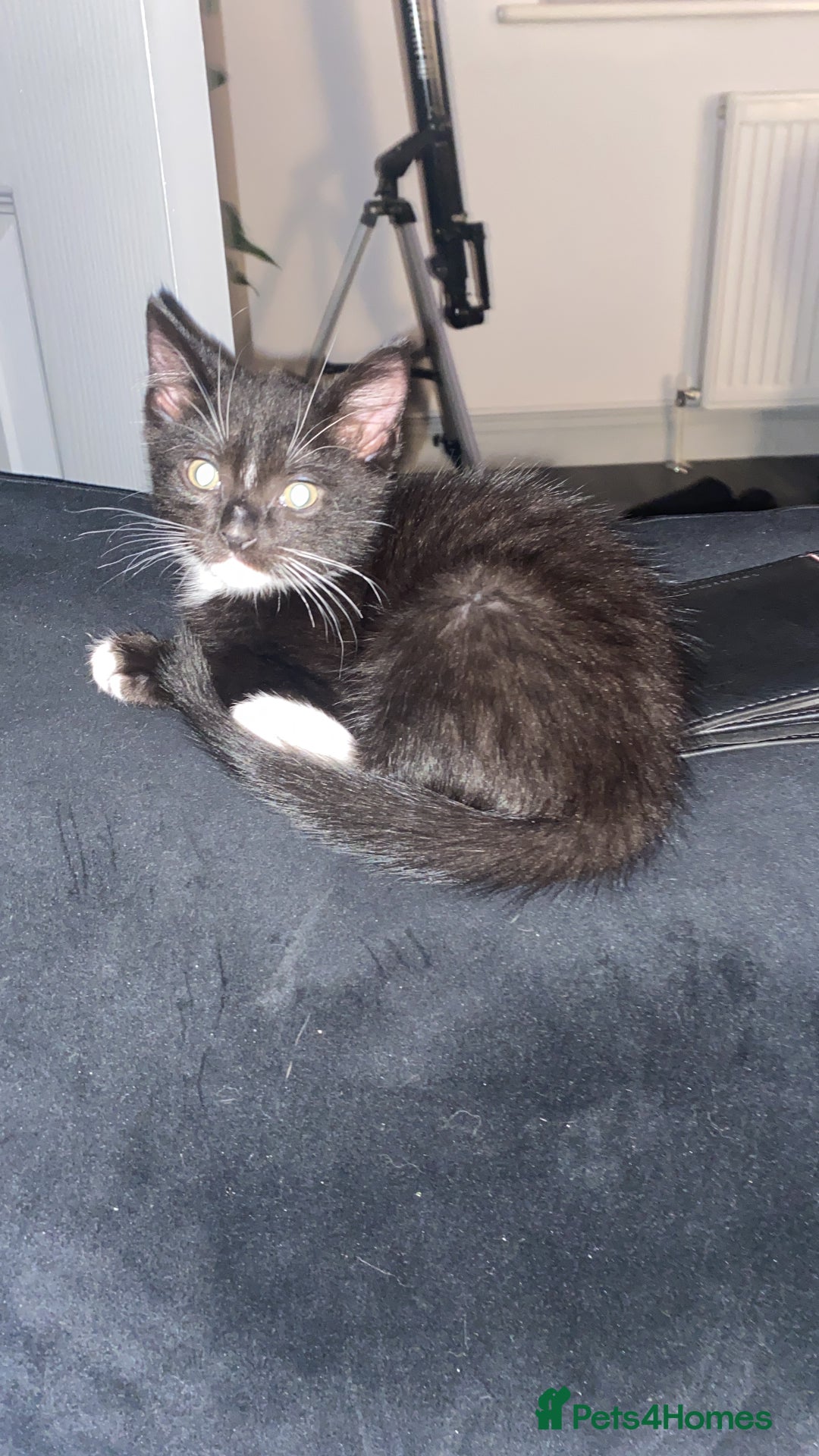 British Shorthair cats for sale: RESERVED - 2 boys needing forever homes  - Image 3