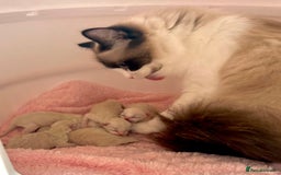 Ragdoll cats for sale: GCCF Registered. Grand Champion Bloodlines. - Image 1