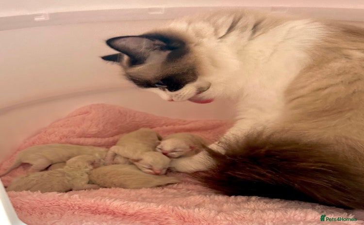 Ragdoll cats - Advert 3
