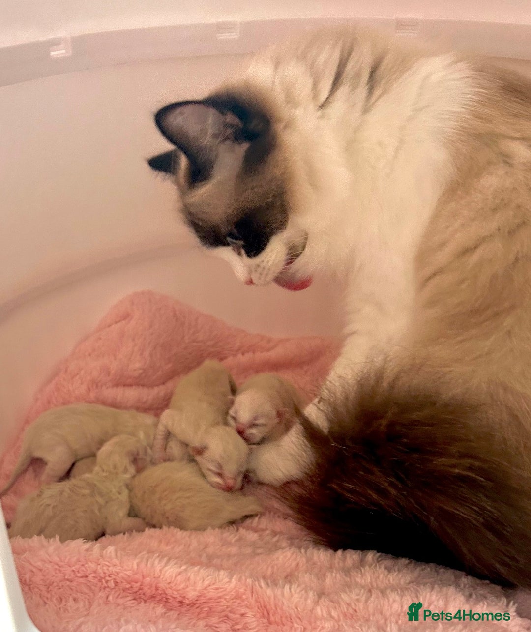 Ragdoll cats for sale: GCCF Registered. Grand Champion Bloodlines. - Image 1