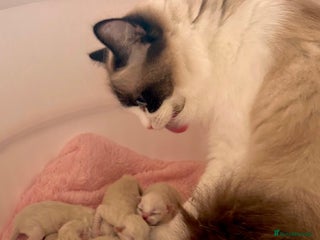 Ragdoll cats - Advert 3