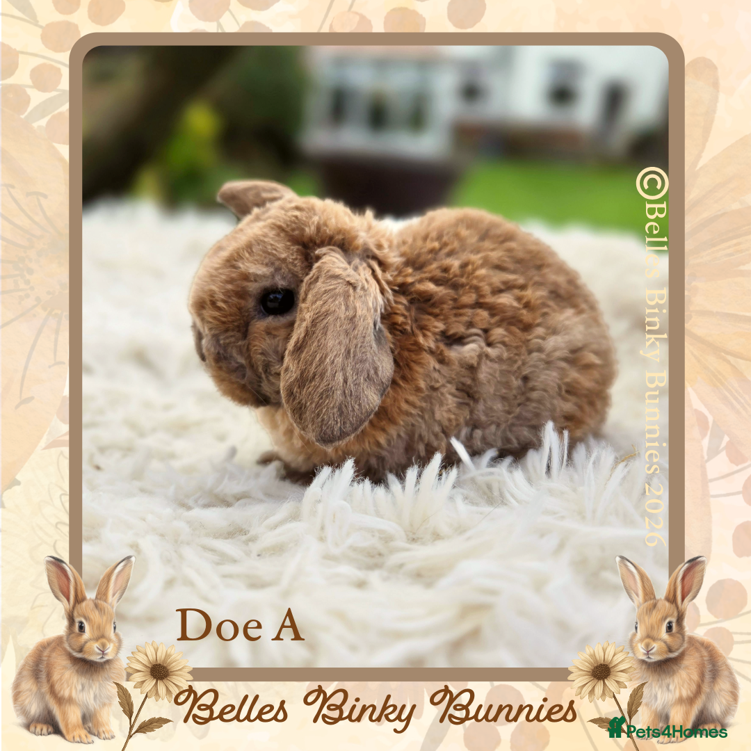 Mini Lop rabbits for sale: 🧡 Rare Stunning Plush Mini Lops 🧡 - Advert 25