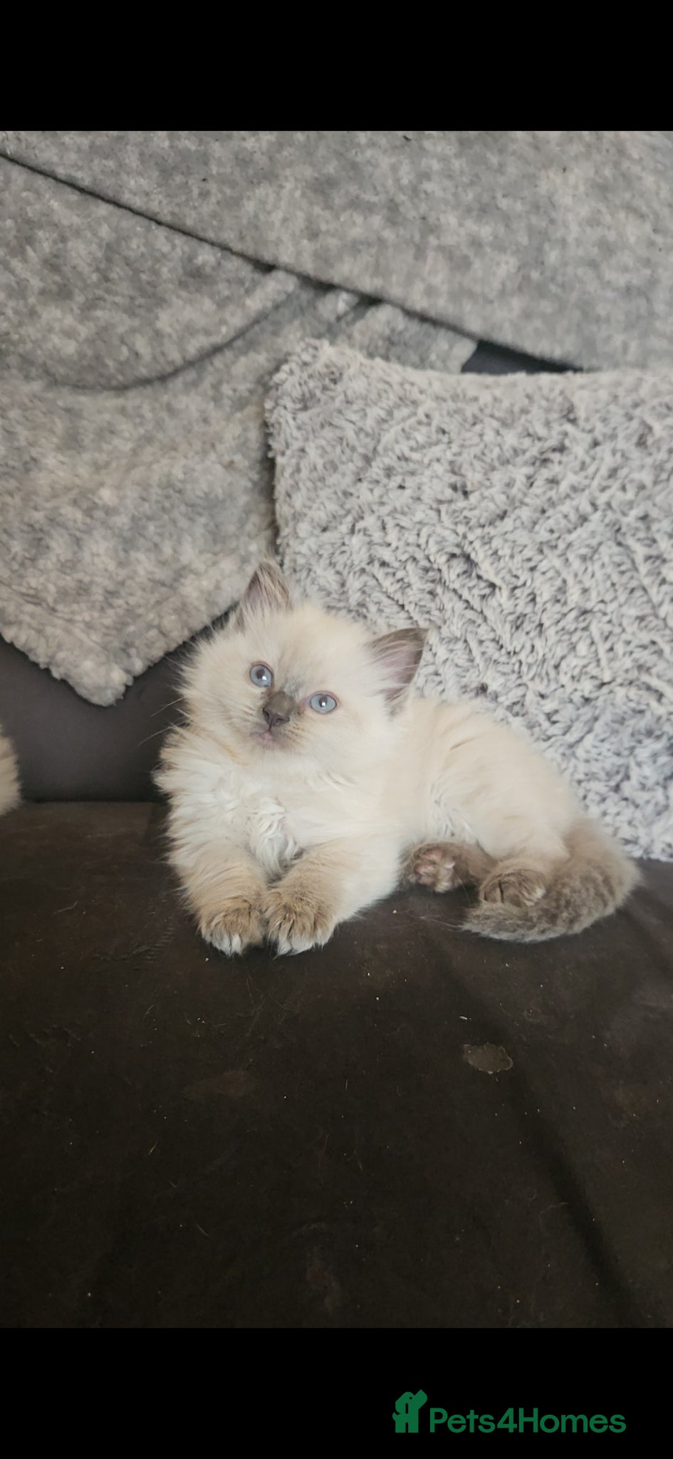 Ragdoll cats Ragdoll kittens  - Advert 4