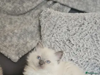 Ragdoll cats Ragdoll kittens *2 girls left* - Advert 2