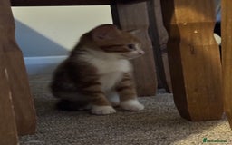 British Shorthair cats for sale: Short haired kittens  - Image 3