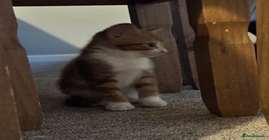 British Shorthair cats - Advert 14