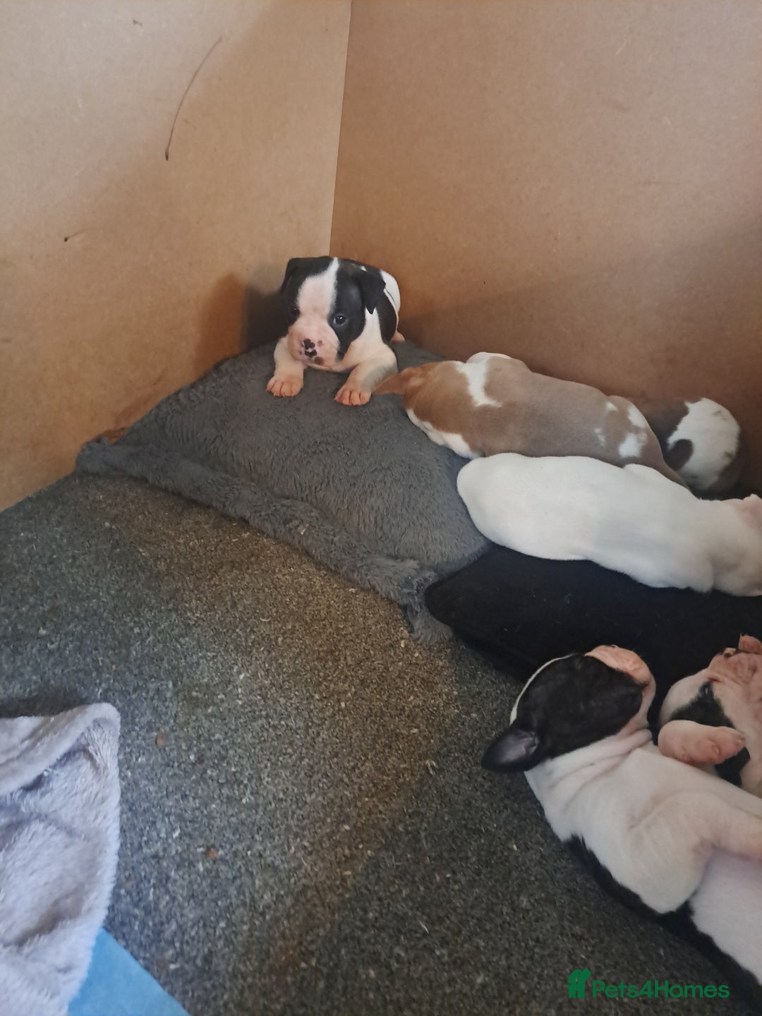 Dorset Olde Tyme Bulldogge dogs for sale: Olde tyme English bulldogs - Image 8