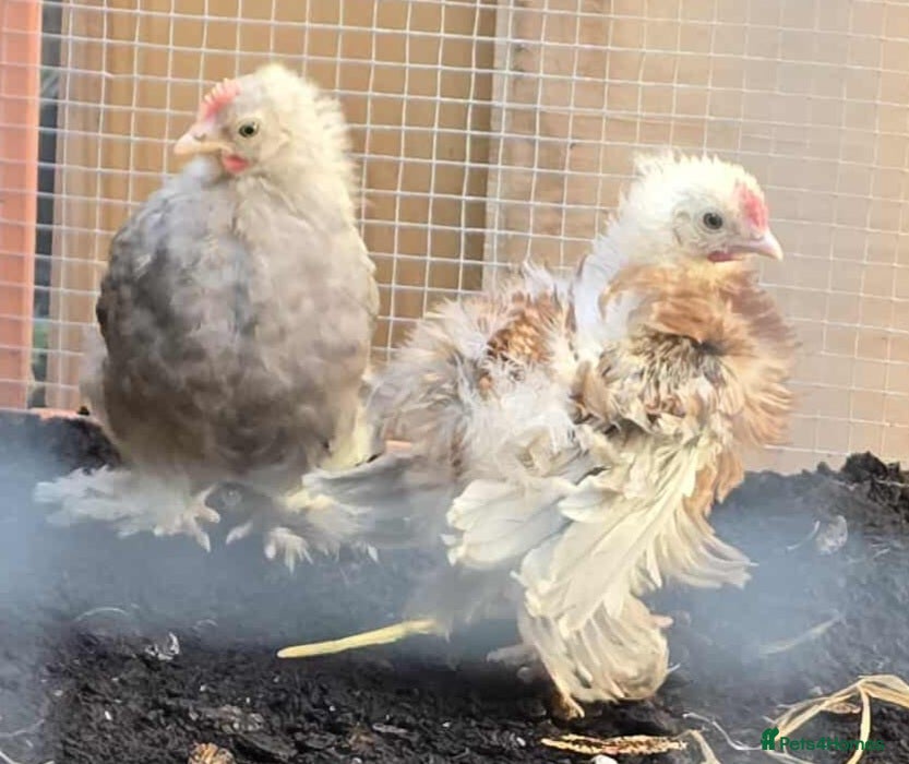 Mixed Breed poultry 2 Silkie x Cockerells  - Advert 1