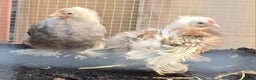 Mixed Breed poultry for sale: 2 Silkie x Cockerells  - Advert 1