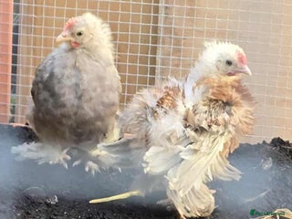 Mixed Breed poultry 2 Silkie x Cockerells - Advert 2