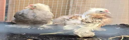Mixed Breed poultry for sale: 2 Silkie x pekin Cockerells  - Advert 1