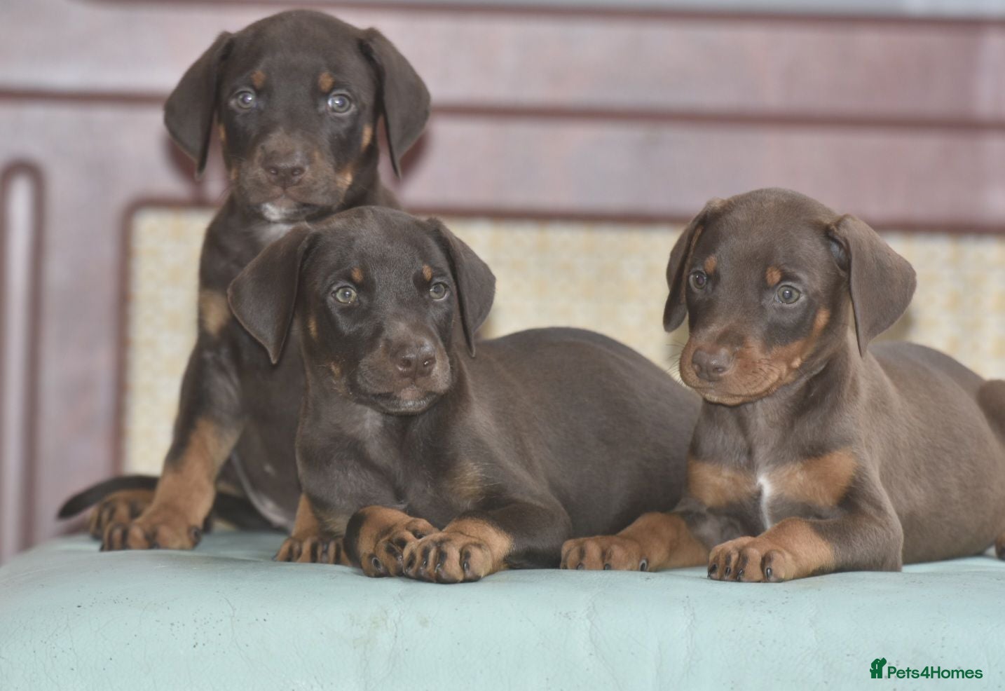 Mixed Breed dogs Unique hybrid dobermann puppies - Advert 2