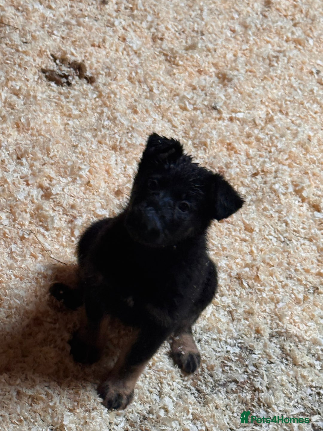 German Shepherd dogs for sale: 4 stunning german Shepherd pups. Very chunky.  - Image 9