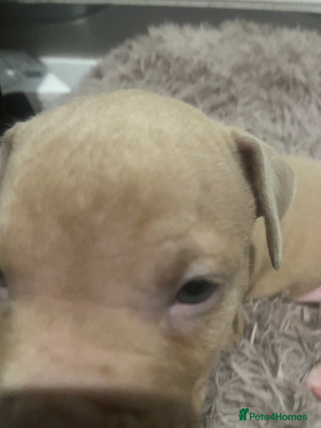 Staffordshire Bull Terrier dogs for sale: Blue merla - Advert 12