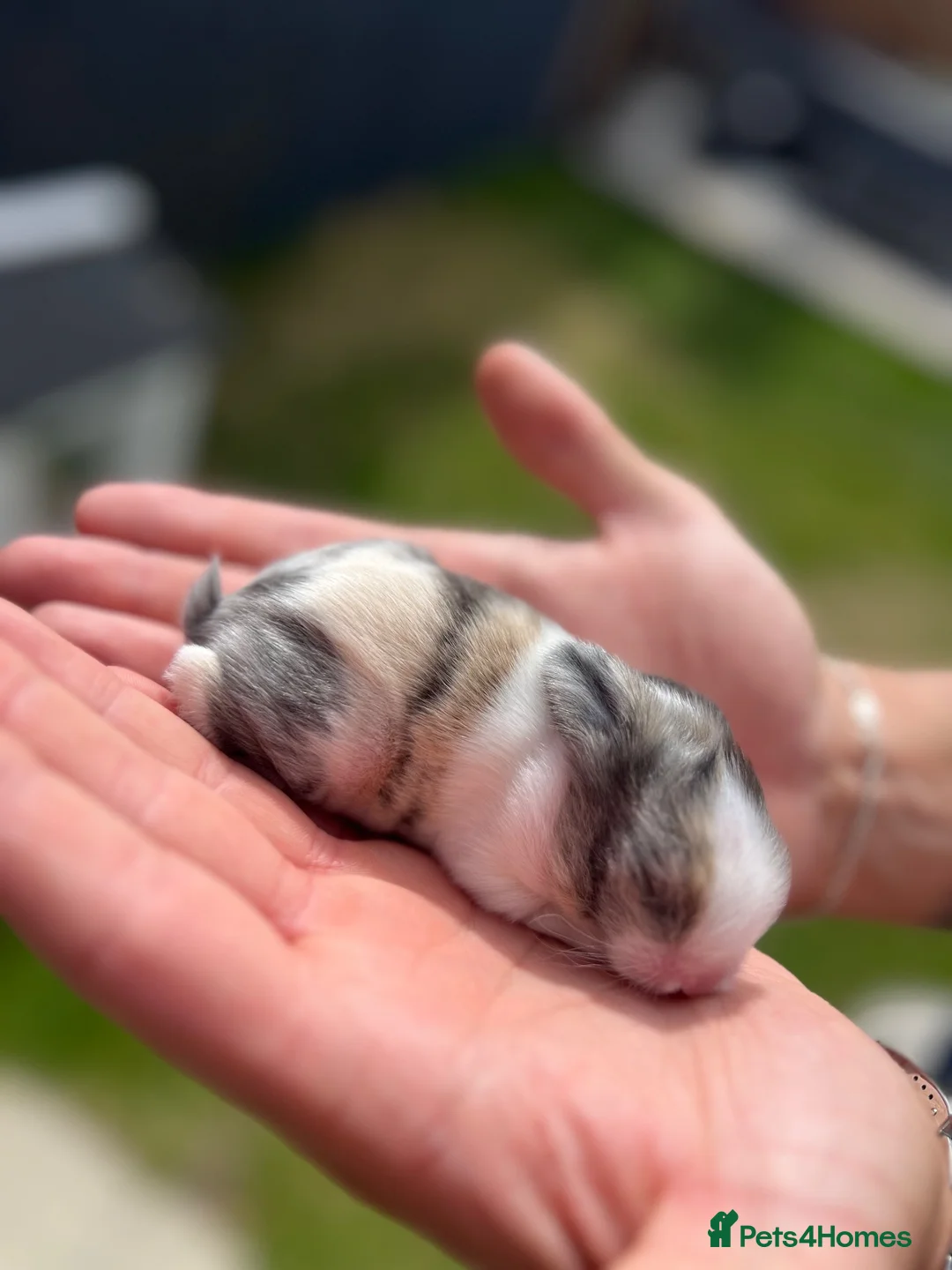 Lionhead rabbits for sale: Lionhead bunnies  in Nantwich - Advert 2