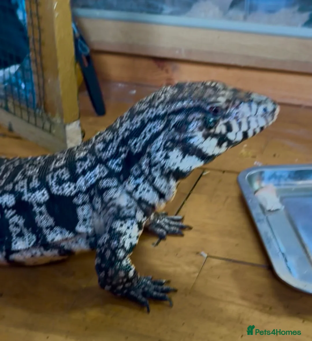 Lizard reptiles for sale: Black and White Tegu  in Ipswich - Advert 1