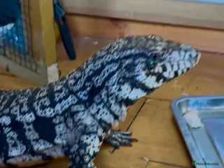Lizard reptiles Black and White Tegu in Ipswich - Advert 1