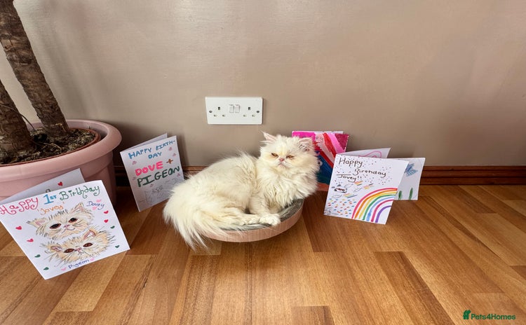Persian cats - Advert 1