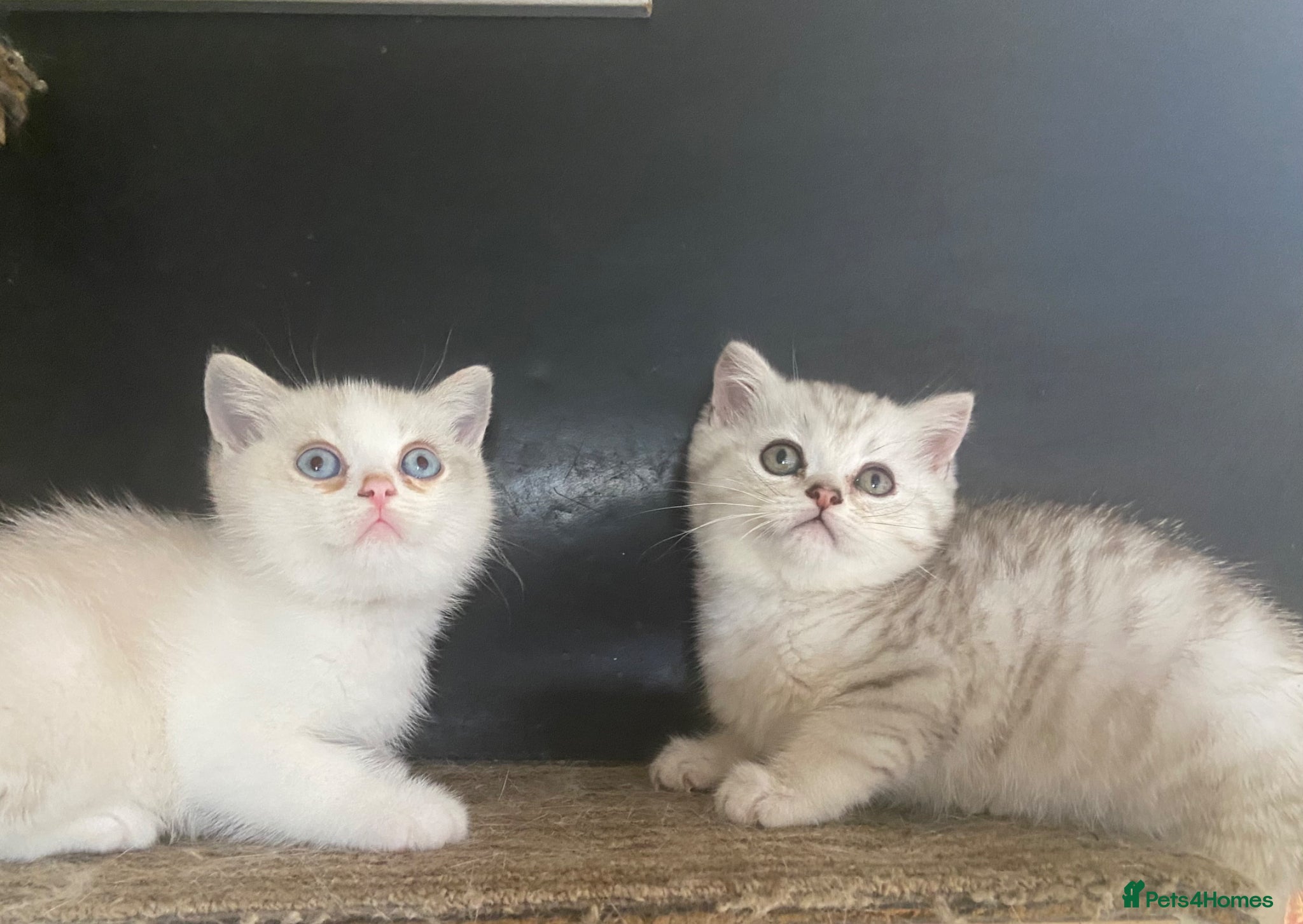 Munchkin cats ✨ Adorable TICA Registered Munchkin Kittens ✨ - Advert 2