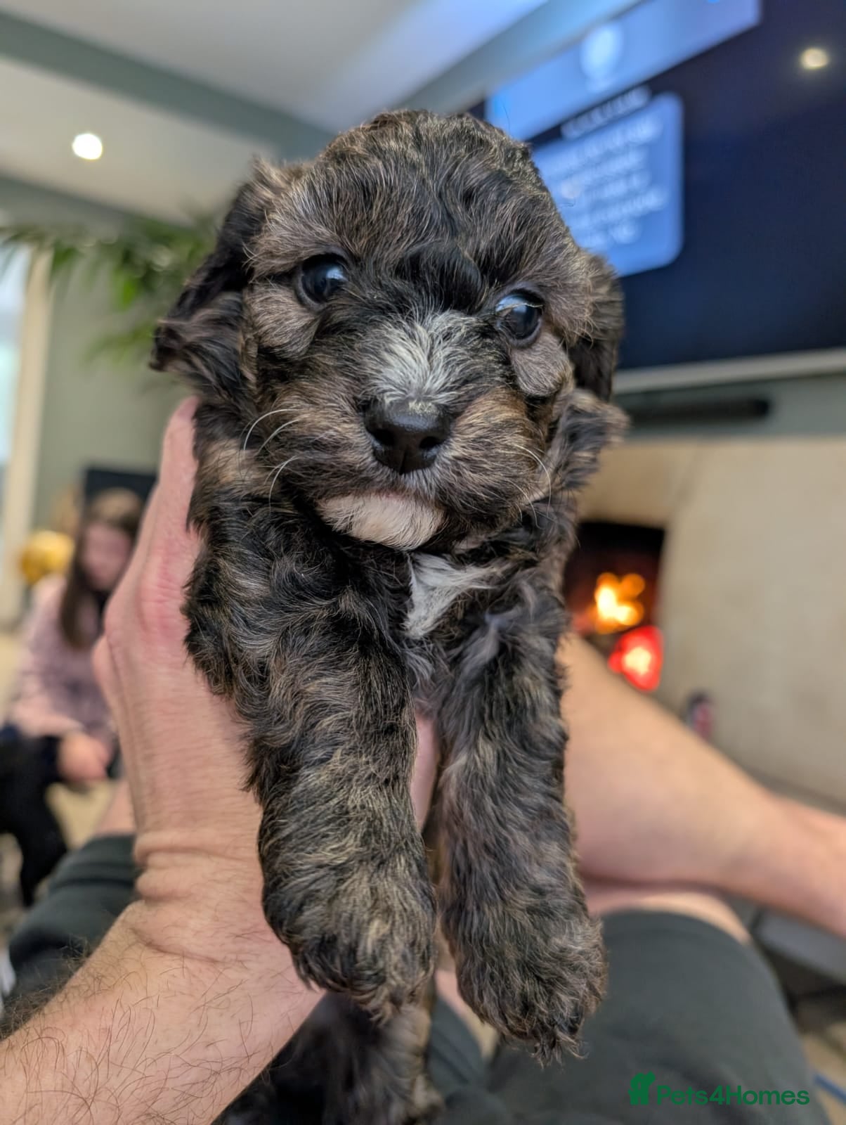 Cavachon dogs F1 CAVAPOOCHON PUPPIES  - Advert 6