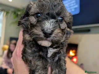 Cavachon dogs F1 CAVAPOOCHON PUPPIES - Advert 6