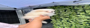 Pomeranian 3