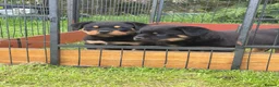 Rottweiler dogs for sale: Outstanding KC reg pups  - Advert 4