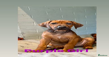 Rhodesian Ridgeback dogs - Advert 14