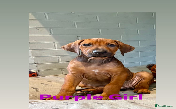 Rhodesian Ridgeback dogs - Advert 2