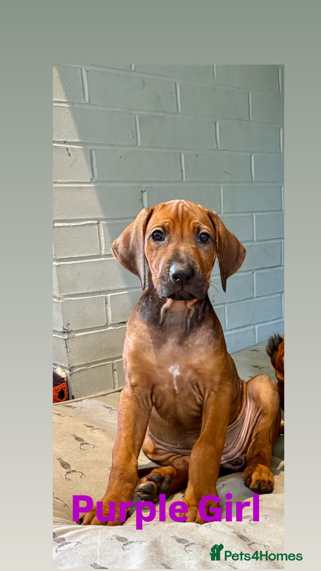 Rhodesian Ridgeback dogs for sale: 🦁 KC Reg Rhodesian Ridgeback Girls Ready Now  🦁 - Image 2