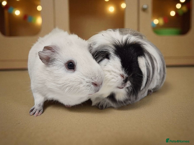 Guinea Pig rodents - Advert 3
