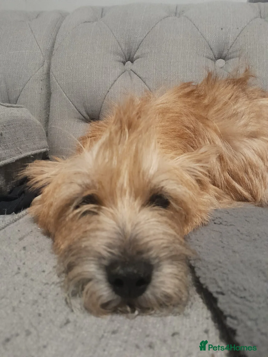 Mixed Breed dogs for sale: Cairn terriers - Advert 35