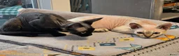 Devon Rex cats for sale: Ready now Black Devon Rex boy - Advert 7