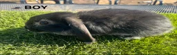 Mini Lop rabbits for sale: Mini Lop Kits  - Advert 5