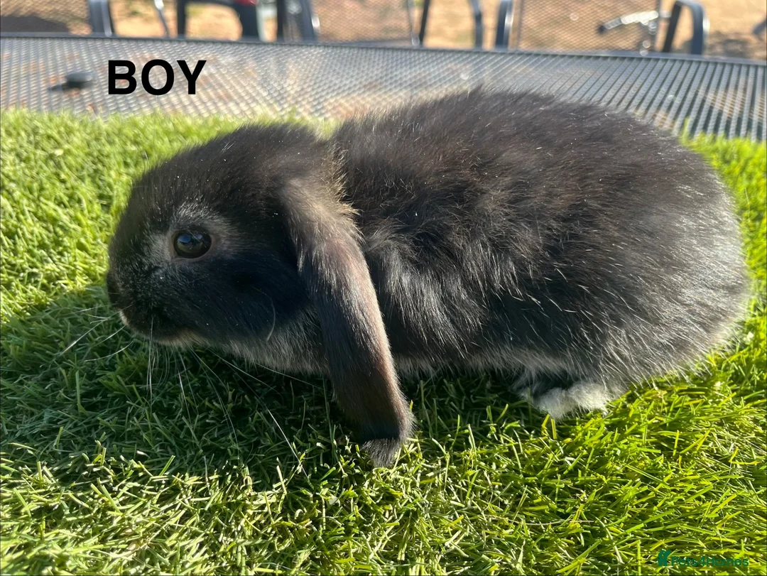 Mini Lop rabbits for sale: Mini Lop Kits  - Advert 5