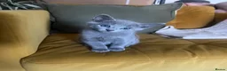 Russian Blue cats for sale: Pedigree Russian Blue Kittens - Advert 4
