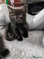 Persian cats - Advert 4