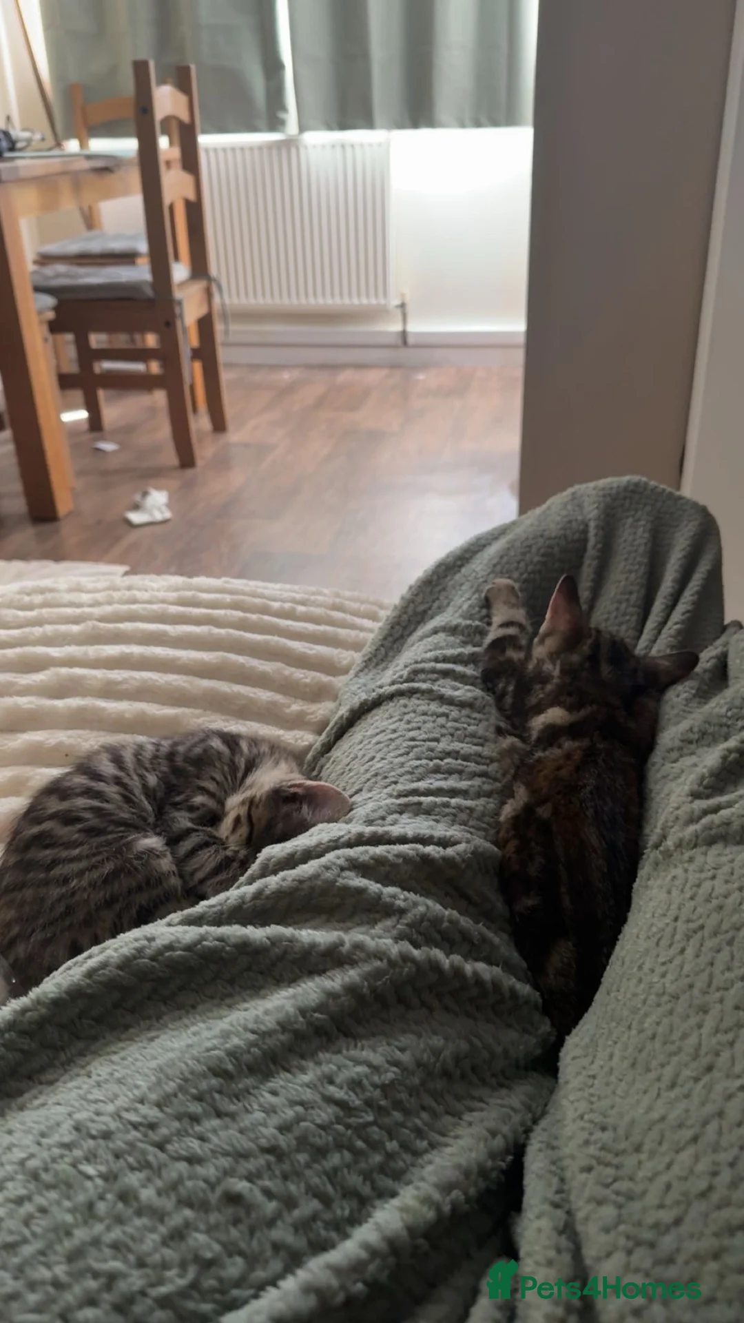 Mixed Breed cats for sale: 2 kittens for sale  in Hull - Advert 6
