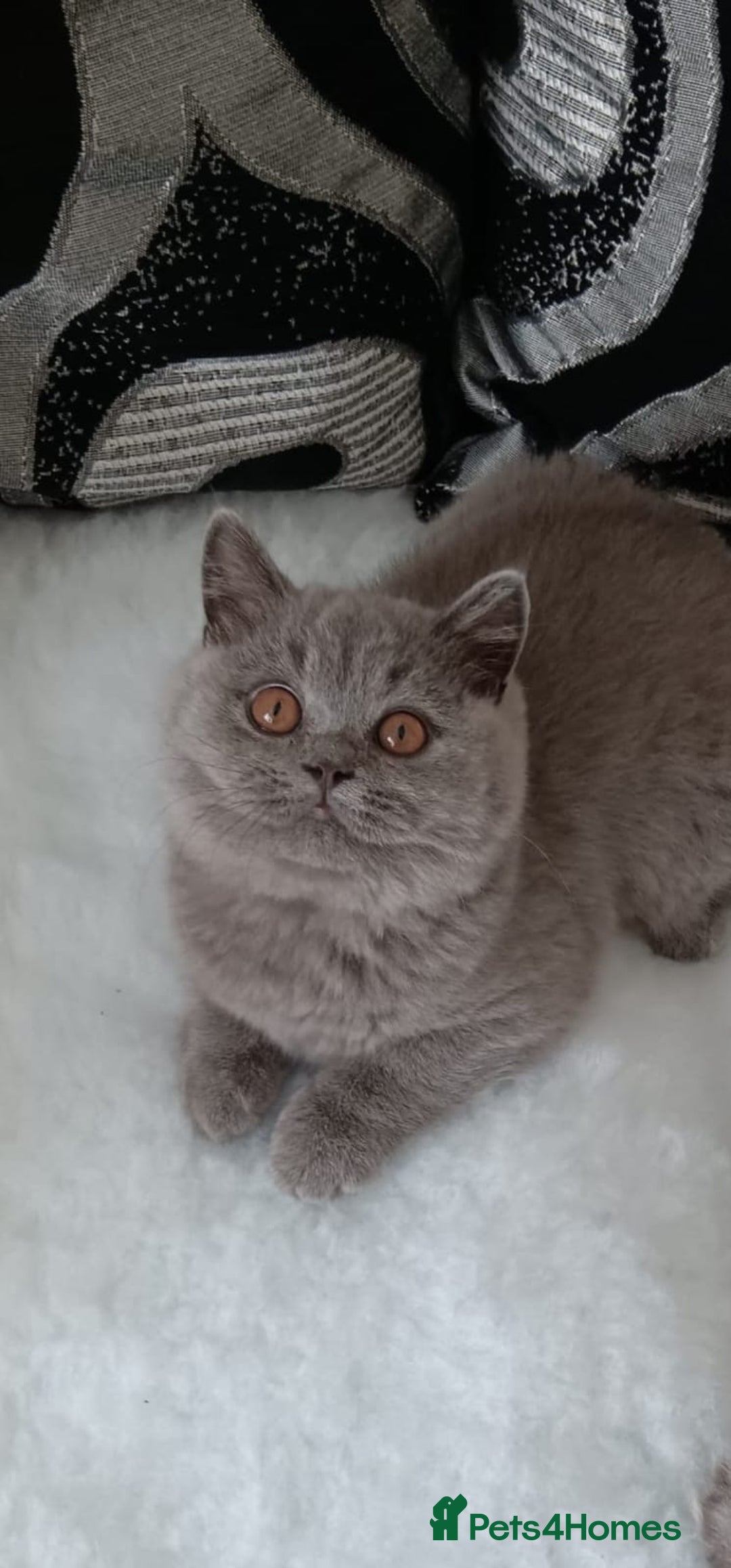 British Shorthair cats for sale: British shorthairs  - Image 4